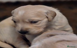 Golden Retriever dogs for sale: KC registered health tested puppies - Image 7