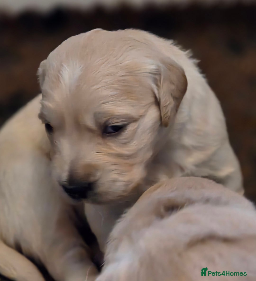 Golden Retriever dogs for sale: KC registered health tested puppies - Image 7