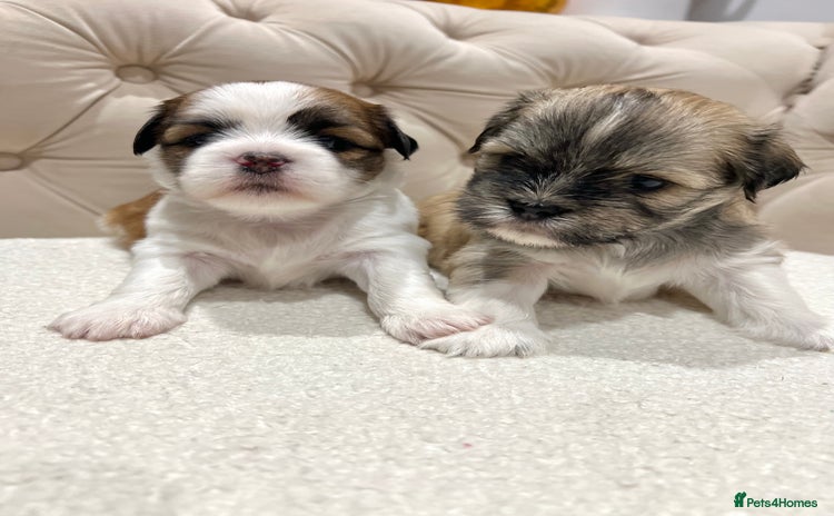 Lhasa Apso dogs - Advert 3