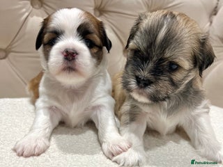 Lhasa Apso dogs - Advert 2