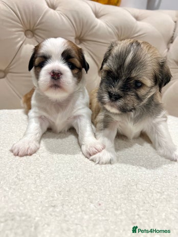 Lhasa Apso dogs - Advert 8