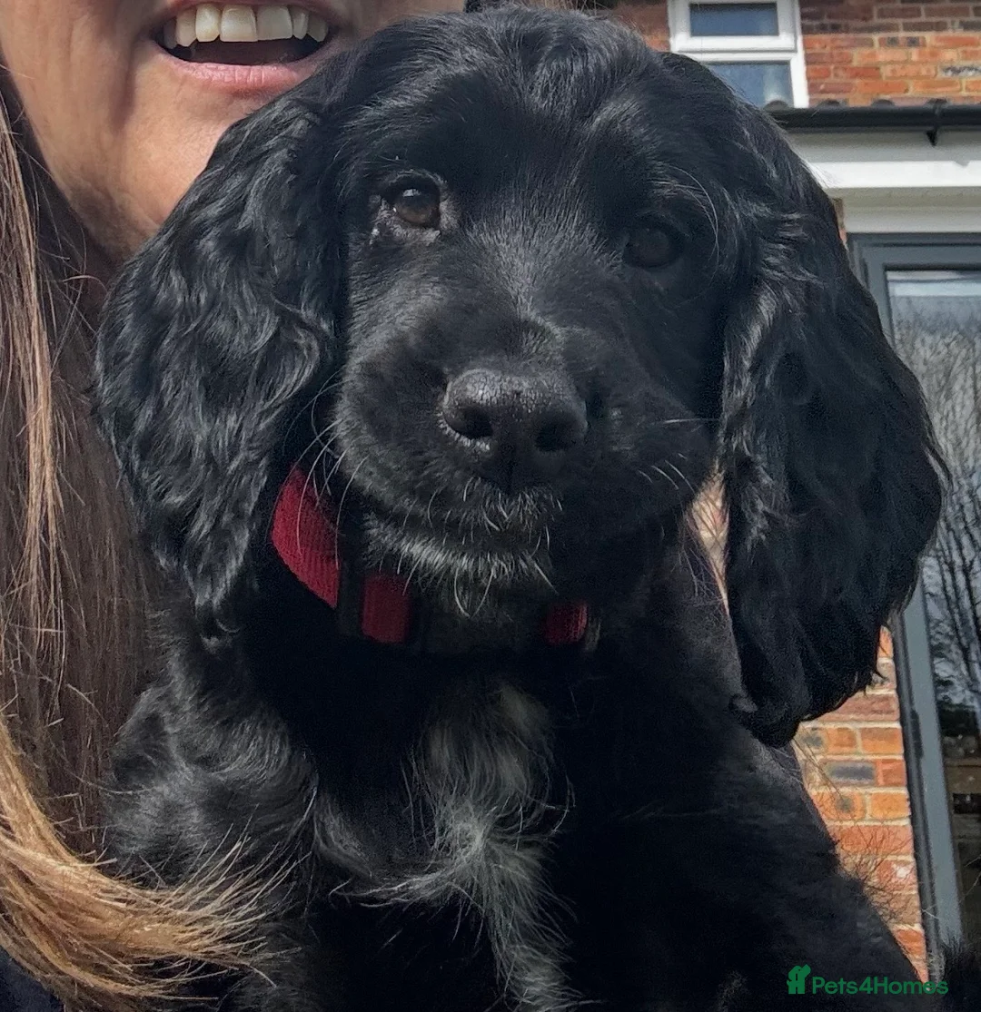 Cocker Spaniel dogs for sale: Male puppy black  in Stonehouse - Advert 3