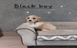 Cavachon dogs for sale: Beautiful F1 Cavachon boys 💙 - Image 4