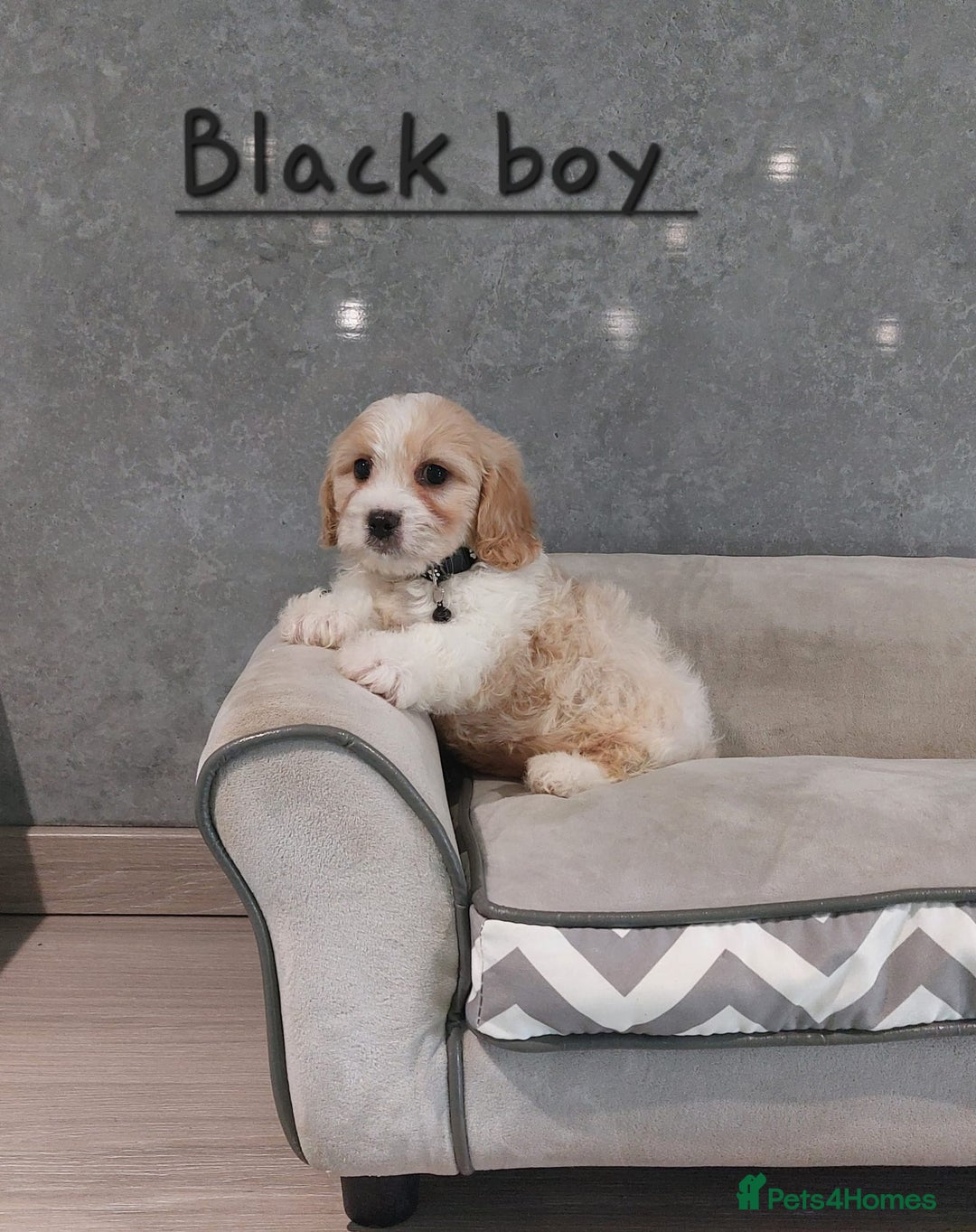 Cavachon dogs for sale: Beautiful F1 Cavachon boys 💙 - Image 4