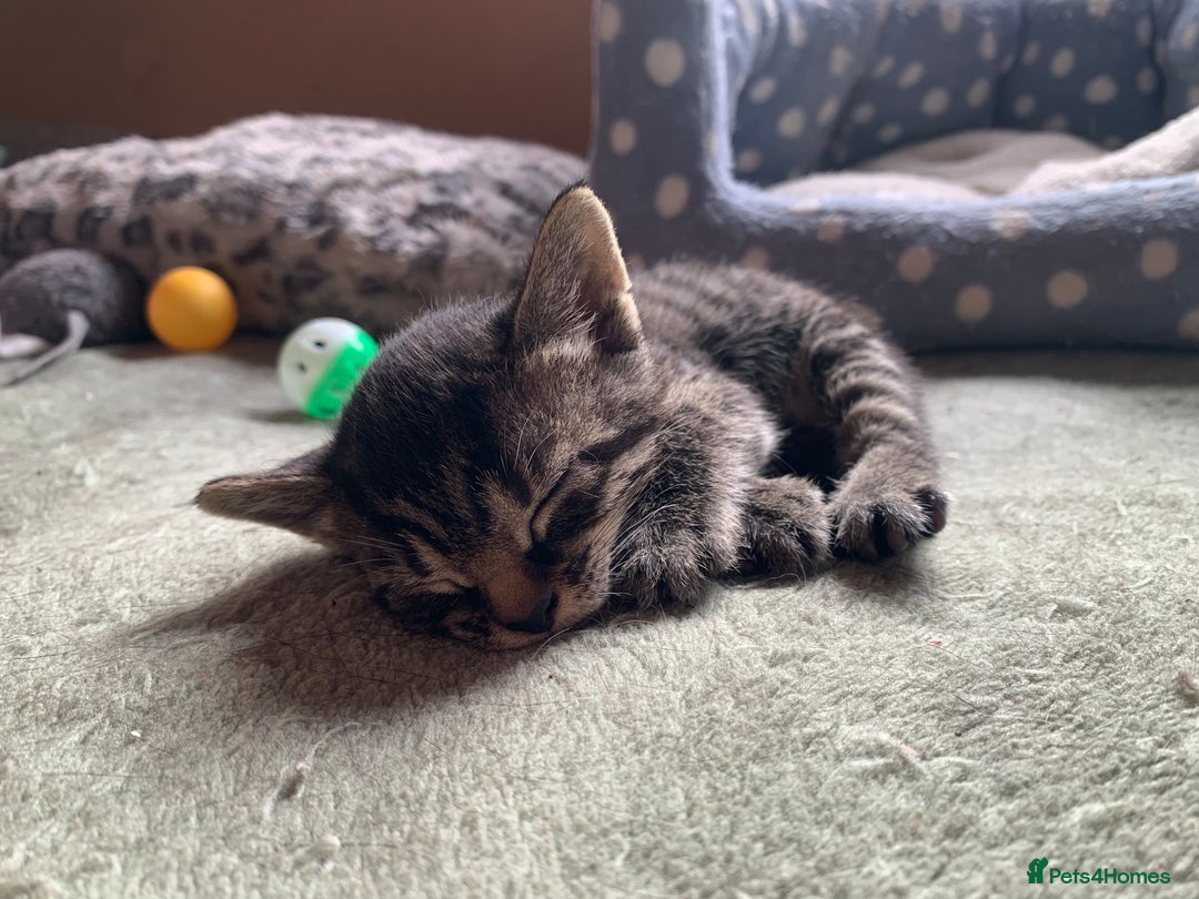 Domestic Shorthair cats for sale: Tabby kittens for sale - Image 6