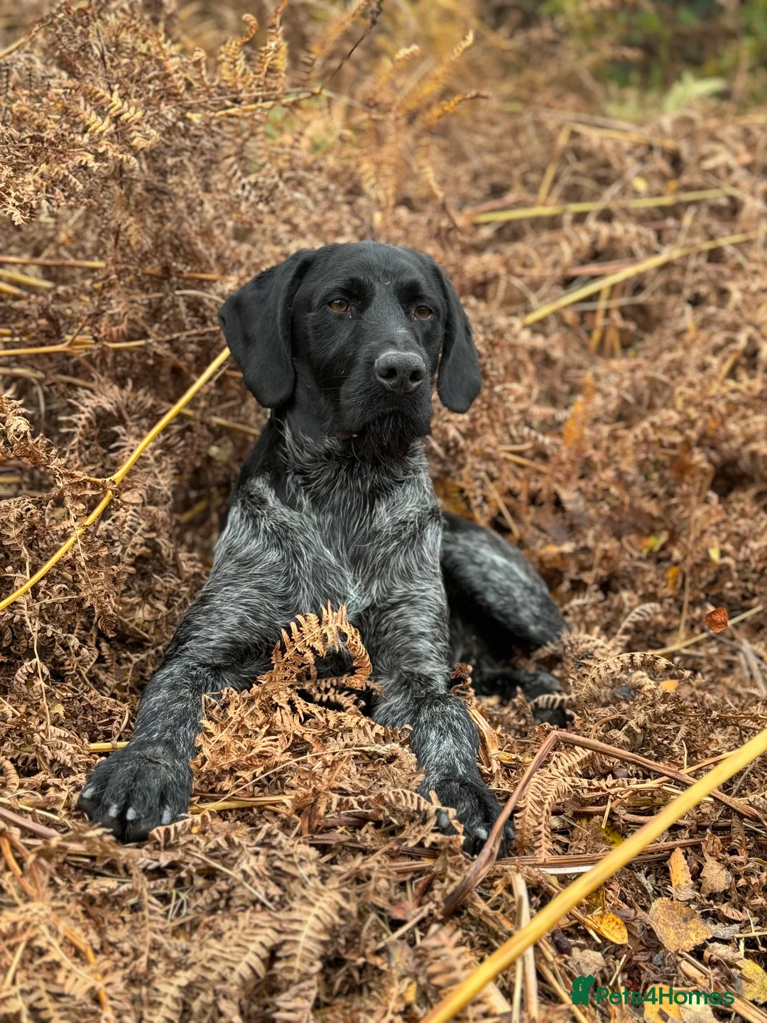 German Wirehaired Pointer dogs for stud: Black ticked GWP standing at Stud in Harrogate - Advert 15