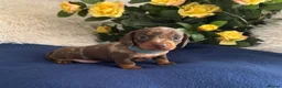 Miniature Dachshund dogs for sale: Miniature dachshund puppies  - Advert 2