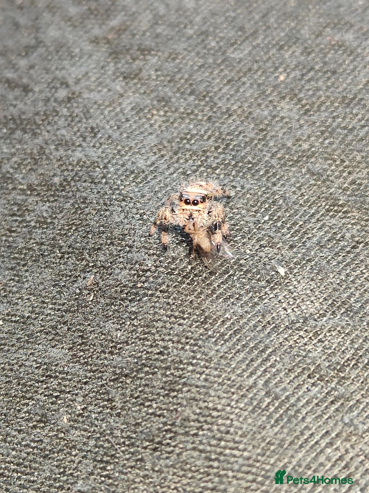 Spiders invertebrates Jumping spider Bahamas Brown female  - Advert 5