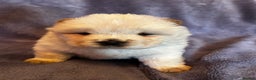 Chow Chow dogs for sale: Stunning chow chow puppies  - Advert 35