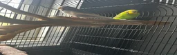 Budgerigars birds for sale: Budgies  in Leeds - Advert 1