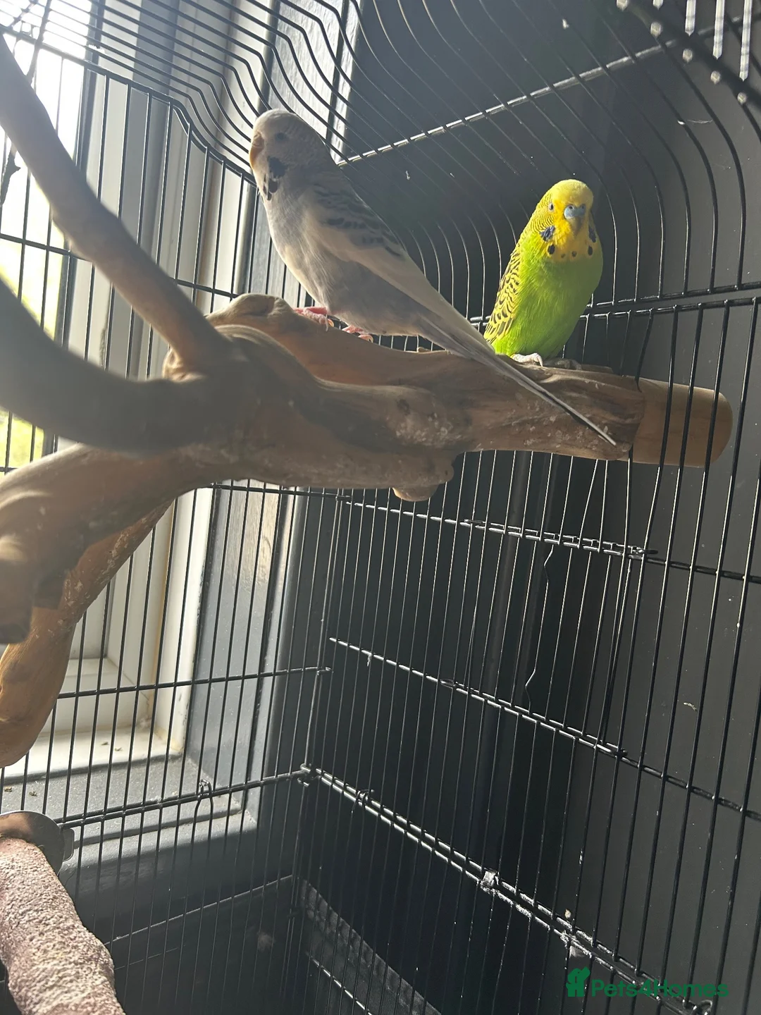 Budgerigars birds for sale: Budgies  in Leeds - Advert 1