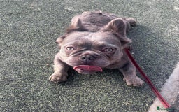 French Bulldog dogs for sale: MALE FRENCHIE LOOKING FOR NEW HOME - Image 4