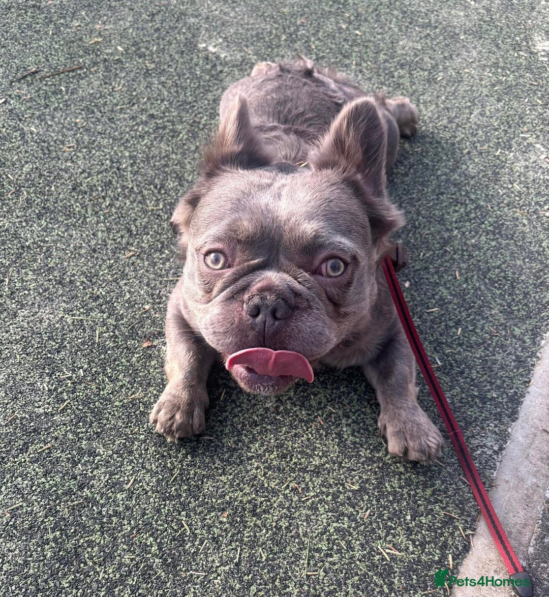 French Bulldog dogs for sale: MALE FRENCHIE LOOKING FOR NEW HOME - Image 4