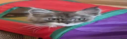 Maine Coon cats for sale: Tica registered maine coon kittens  - Advert 6