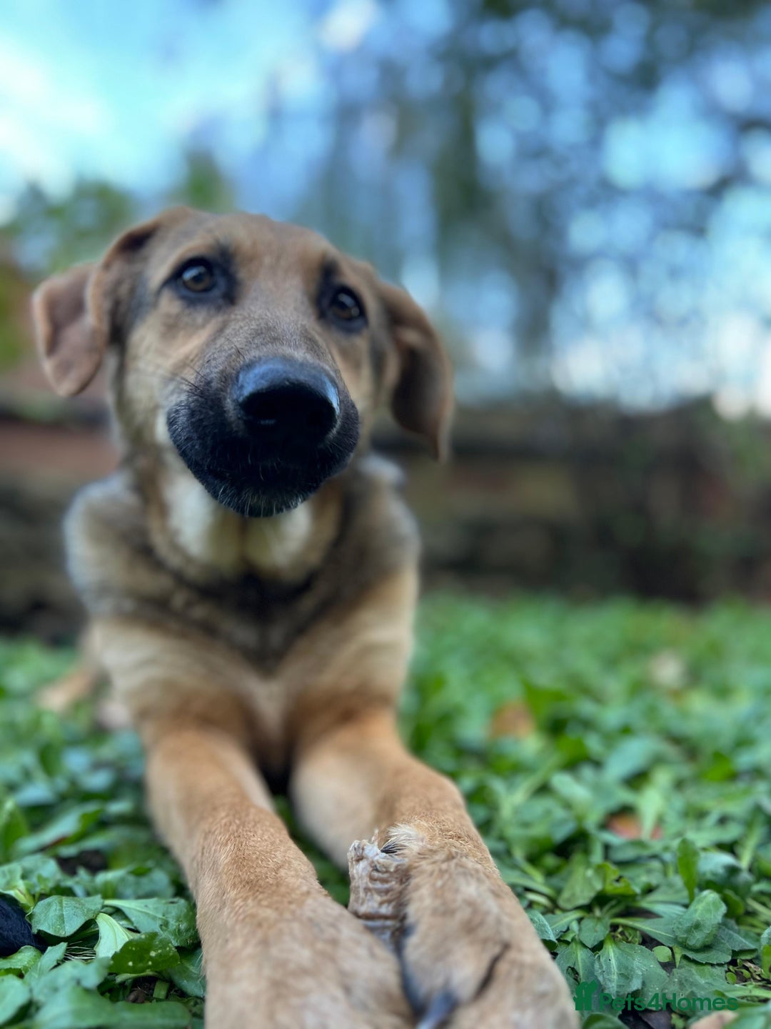 Anatolian Shepherd dogs for adoption: 6.5-Month-Old Anatolian Shepherd Mix Ready For You - Advert 11