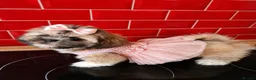 Shih Tzu dogs for sale: Beautiful Shih Tzu puppy available - Advert 10