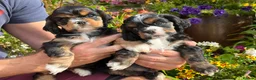 American Cocker Spaniel dogs for sale: Darling American Cocker babies - Advert 9