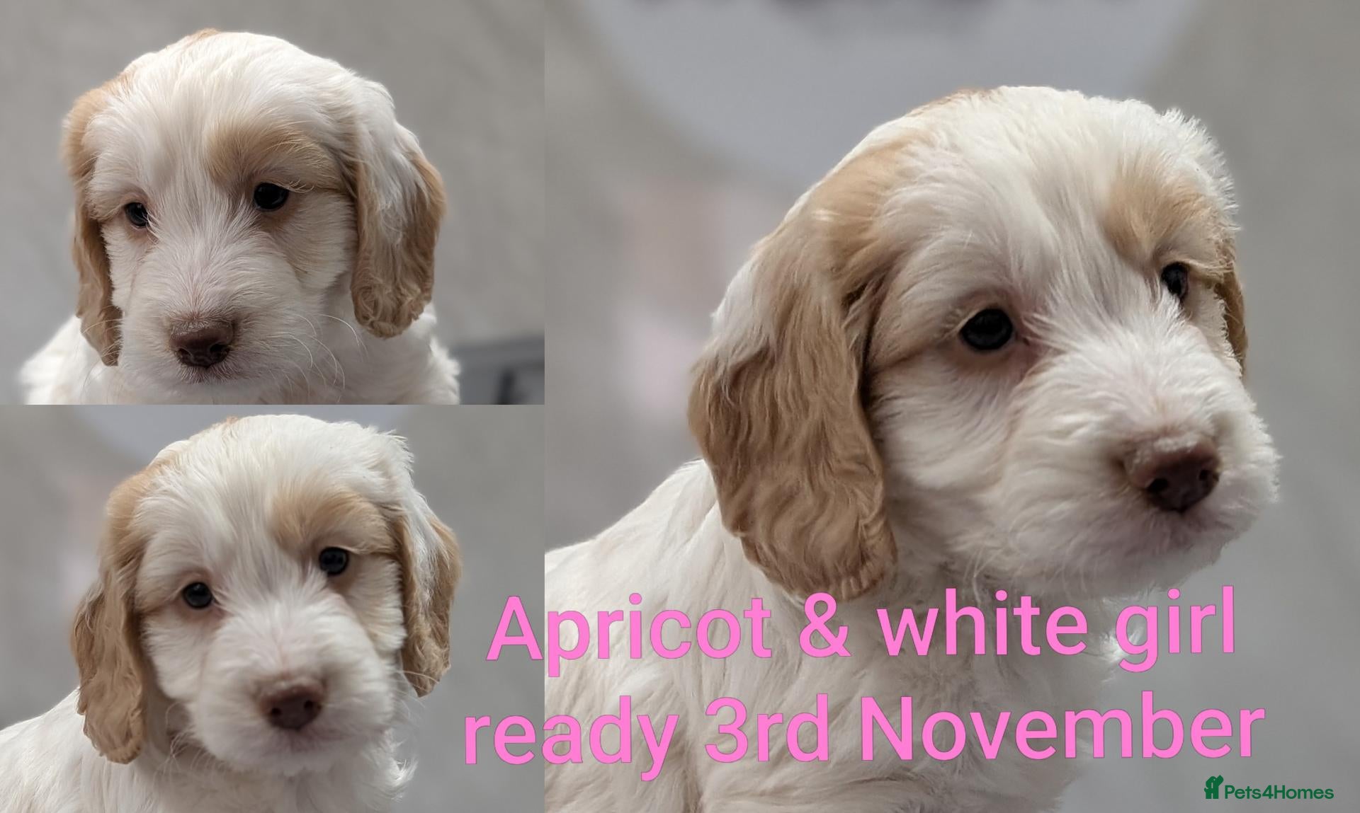 Cockapoo dogs for sale: Licensed breeder, health tested F1 cockapoos - Advert 1