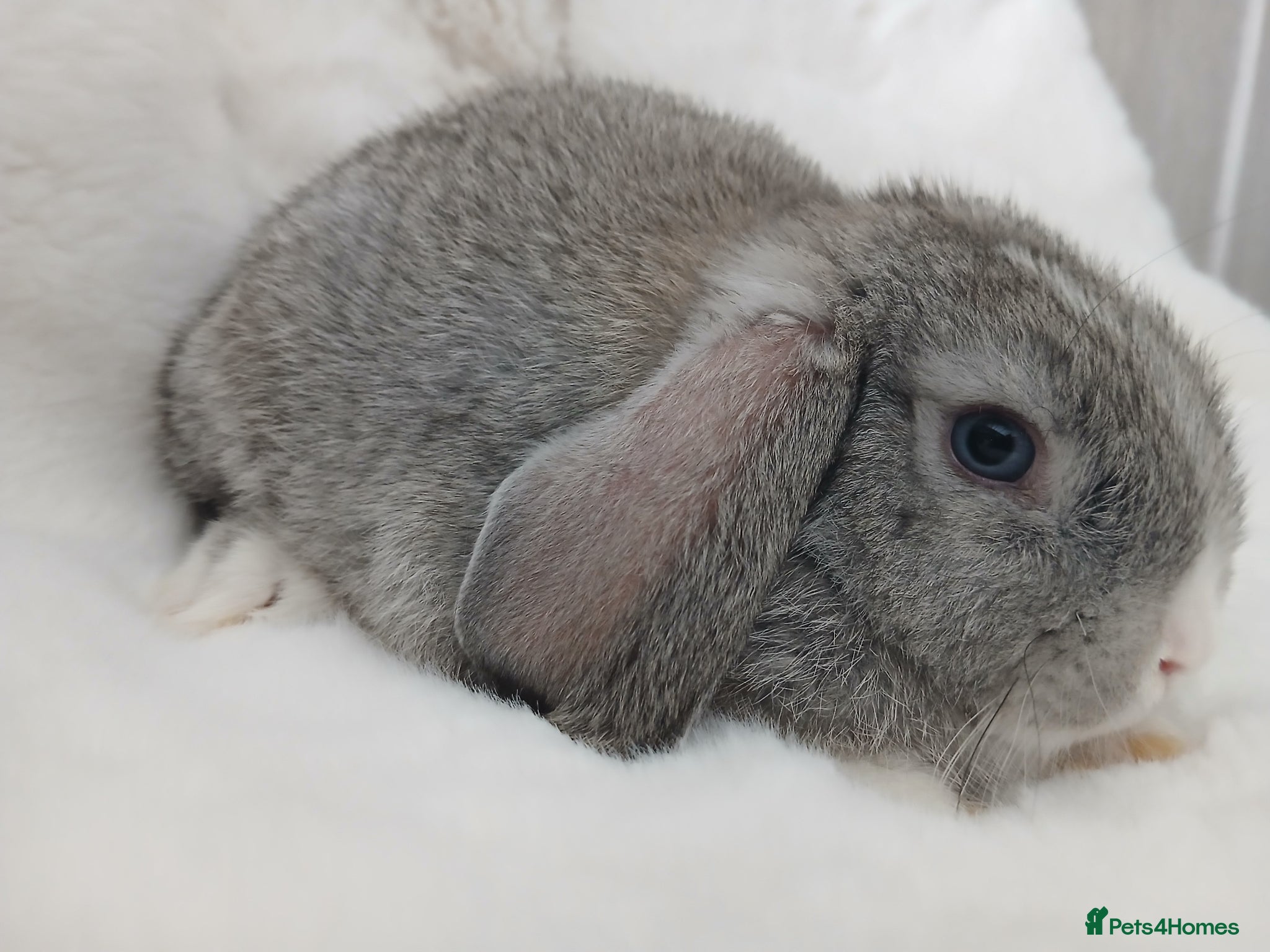 Mini Lop rabbits Mini Lop Baby Boy Rabbit Grey Grey White Ready Now - Advert 10
