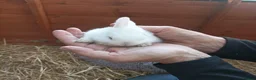 Mixed Breed rabbits for sale: 8  beautiful baby rabbits for sale in Blackburn - Advert 7