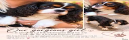 Cavalier King Charles Spaniel dogs for sale: 2 female Cavalier King Charles spaniel adults  - Advert 2