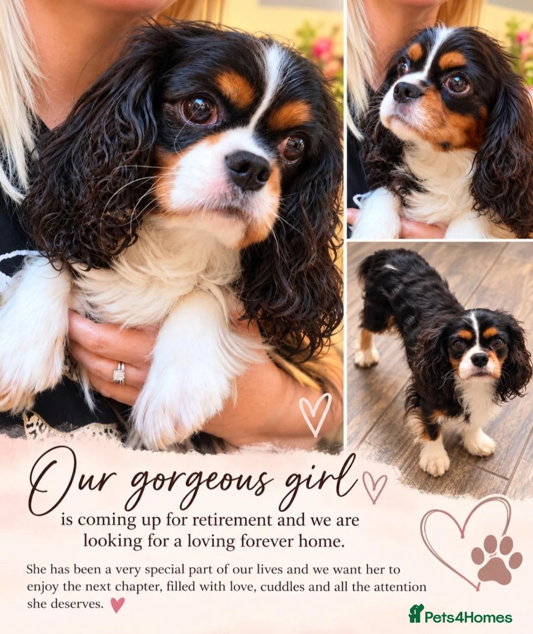 Cavalier King Charles Spaniel dogs for sale: 2 female Cavalier King Charles spaniel adults  - Advert 2
