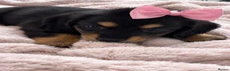 Miniature Dachshund dogs for sale: Beautiful miniature long haired dachshund female - Advert 7
