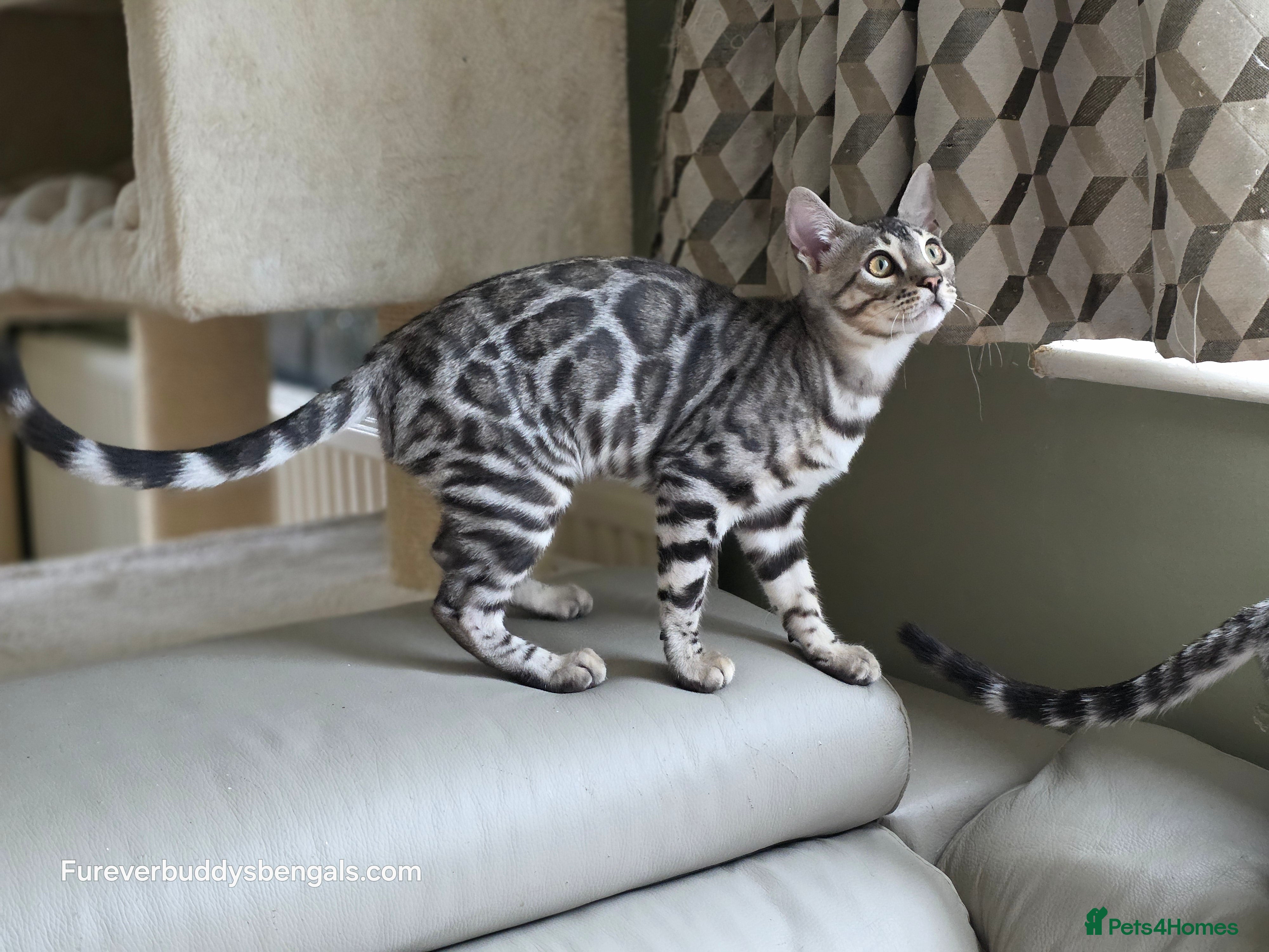 Bengal cats Gorgeous Health Tested Bengal Kittens  - Advert 2