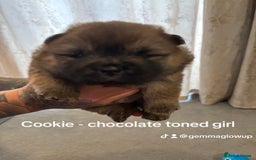 Chow Chow dogs for sale: 🐾 Chow Chow Puppies – Lilac & Chocolate Tones 🐾 - Image 13