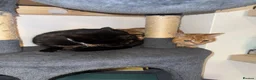Domestic Shorthair cats for sale: Beautiful Tortoiseshell Domestic Shorthair Cat - Advert 17