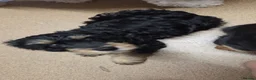 Cavapoo dogs for sale: Cavalier king Charles puppies 9 weeks old in Littlehampton - Advert 6