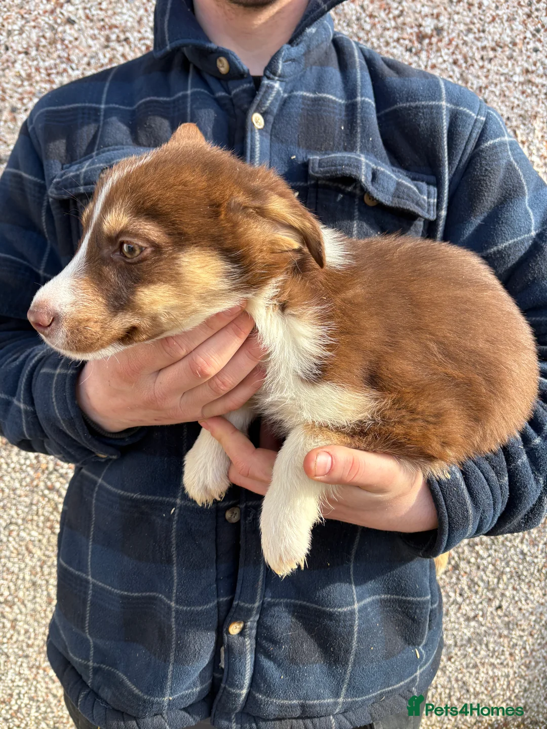 Mixed Breed dogs for sale: Only boy lefts* Huskyx AussieShepPuppies - Advert 2