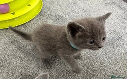 Russian Blue cats for sale: Russian Blue Kittens  - Advert 32