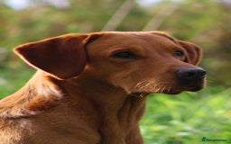 Labrador Retriever dogs for sale: KC Registered Yellow/Fox Red Labradors - Image 16