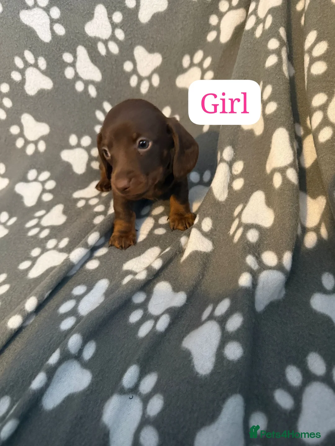Miniature Dachshund dogs for sale: Miniature dachshund  - Advert 22