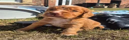 Cocker Spaniel dogs for sale: Kc registered working cockers - Advert 7