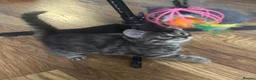 Mixed Breed cats for sale: Russian blue mix kittens  - Advert 24