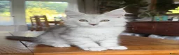 Maine Coon cats for sale: 💝Magnificent large TICA kittens 💖 - Advert 22