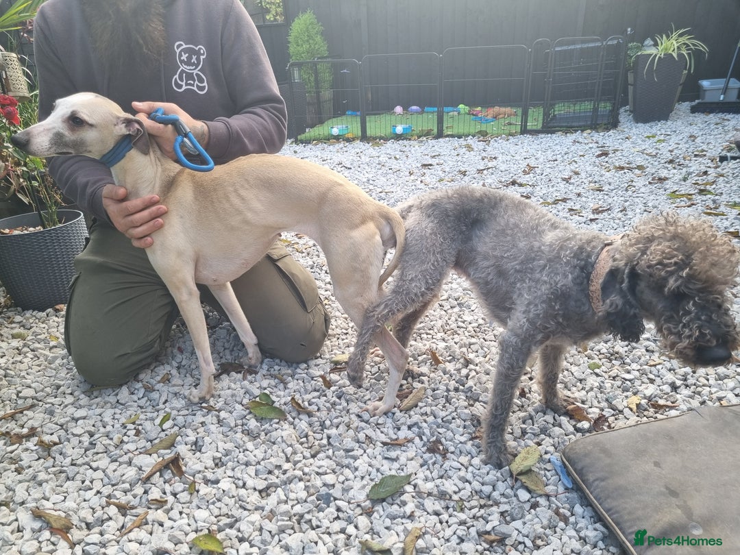 Bedlington Terrier dogs for stud: Bedlington for stud  in Chesterfield - Advert 5