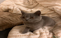 British Shorthair cats for sale: Beautiful British shorthair kitten  - Advert 4