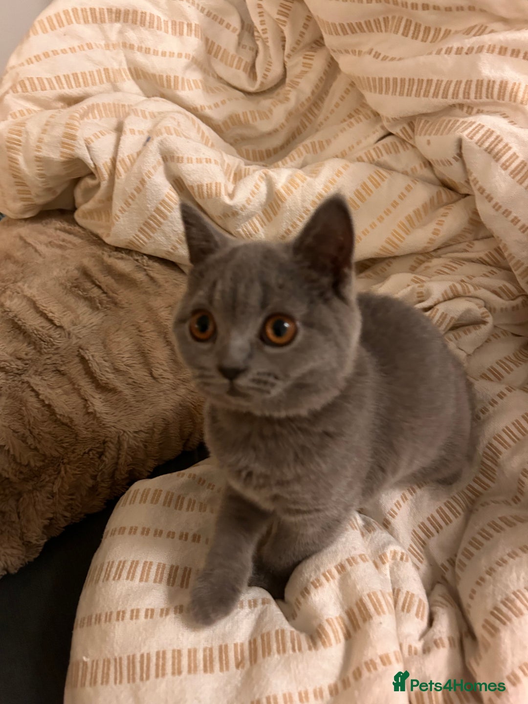 British Shorthair cats for sale: Beautiful British shorthair kitten  - Advert 4