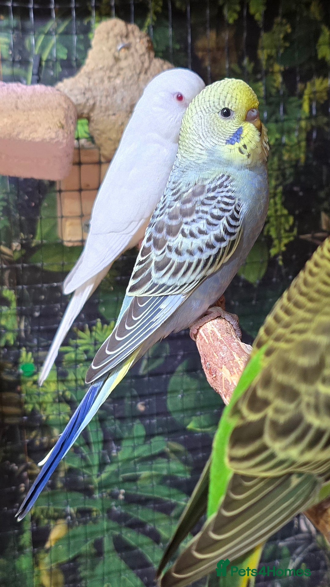 Budgerigars birds for sale: Young budgerigars for sale. - Image 16