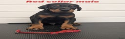 Dobermann dogs for sale: Doberman puppies " all reserved " - Advert 9