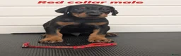 Dobermann dogs for sale: Doberman puppies " all reserved " - Advert 16