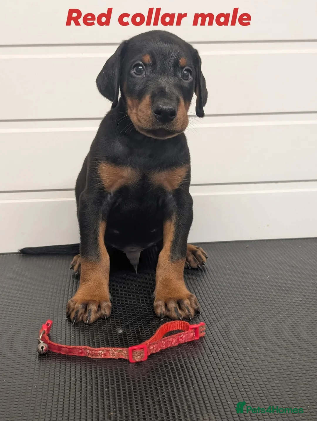 Dobermann dogs for sale: Doberman puppies " all reserved " - Advert 16