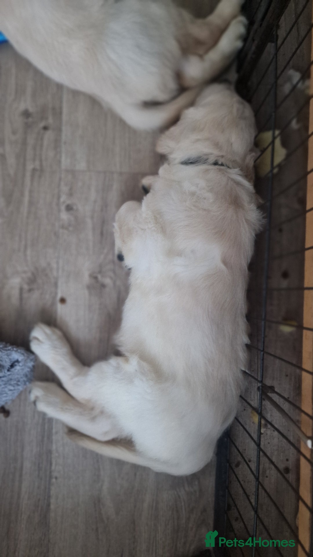 Golden Retriever dogs for sale: 🐾🐕 3 male Golden Retriever Puppies 🐶 🐕‍🦺 - Image 13