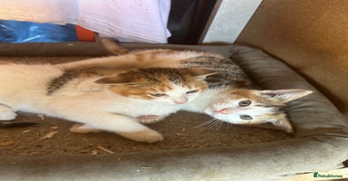 Mixed Breed cats - Advert 7