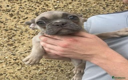 French Bulldog dogs for sale: Beautiful French bulldog puppies  - Image 10