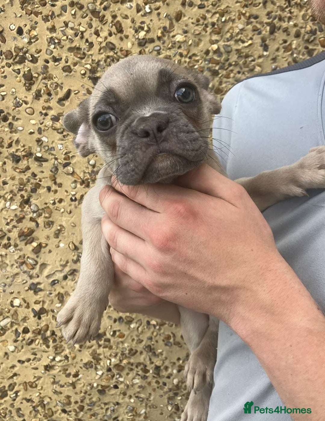 French Bulldog dogs for sale: Beautiful French bulldog puppies  - Image 10