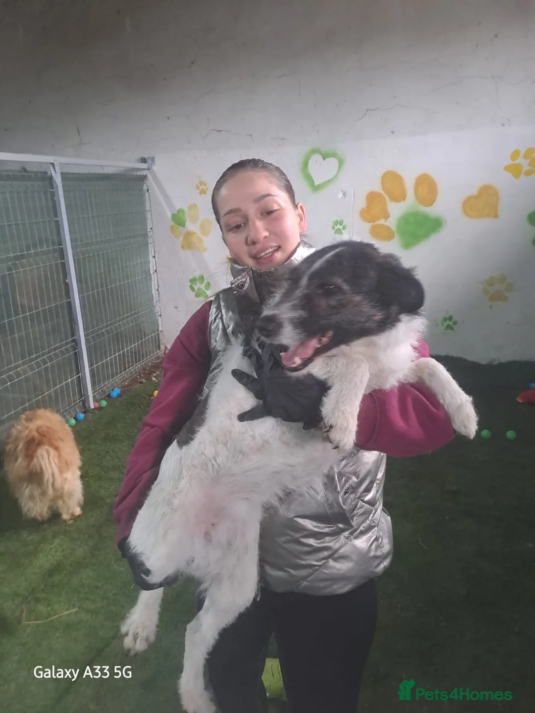 Mixed Breed dogs for adoption: FROM the DEATH ROW TO DEVOTED MUM - Advert 2